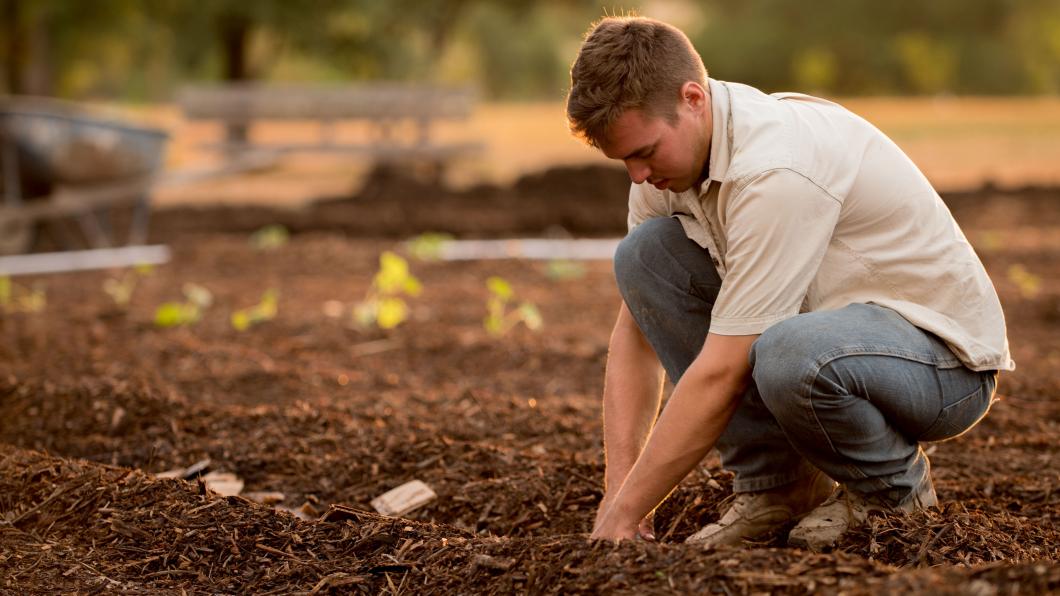 Boer is handmatig planten aan het zetten.