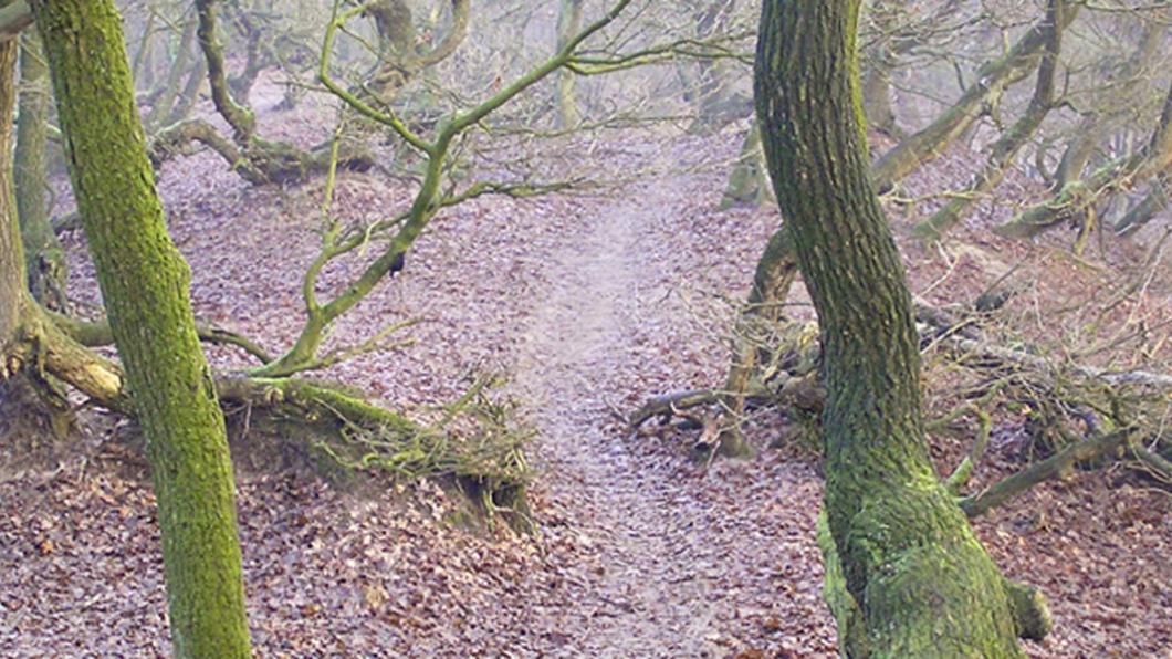 Nationaal park "De Maashorst'. Maashorst 'Nationaal Park'.